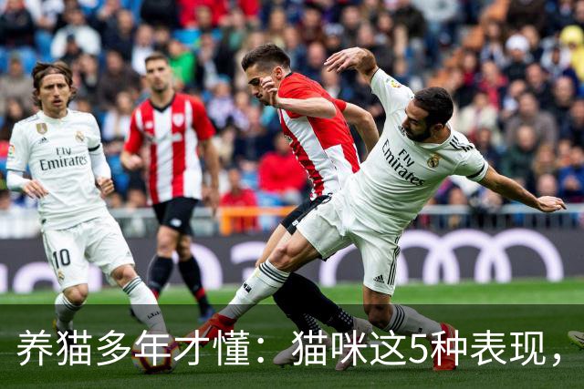 养猫多年才懂：猫咪这5种表现，不是撒娇，是旺家的征兆